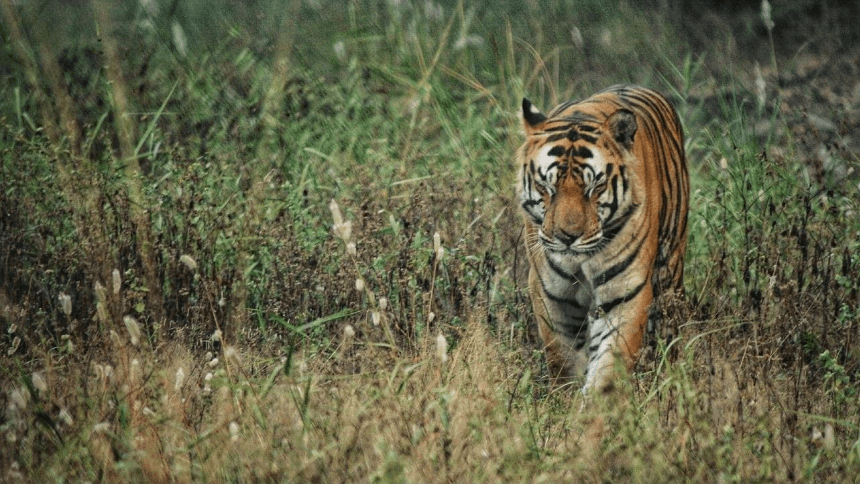 Structural engineering for tiger conservation